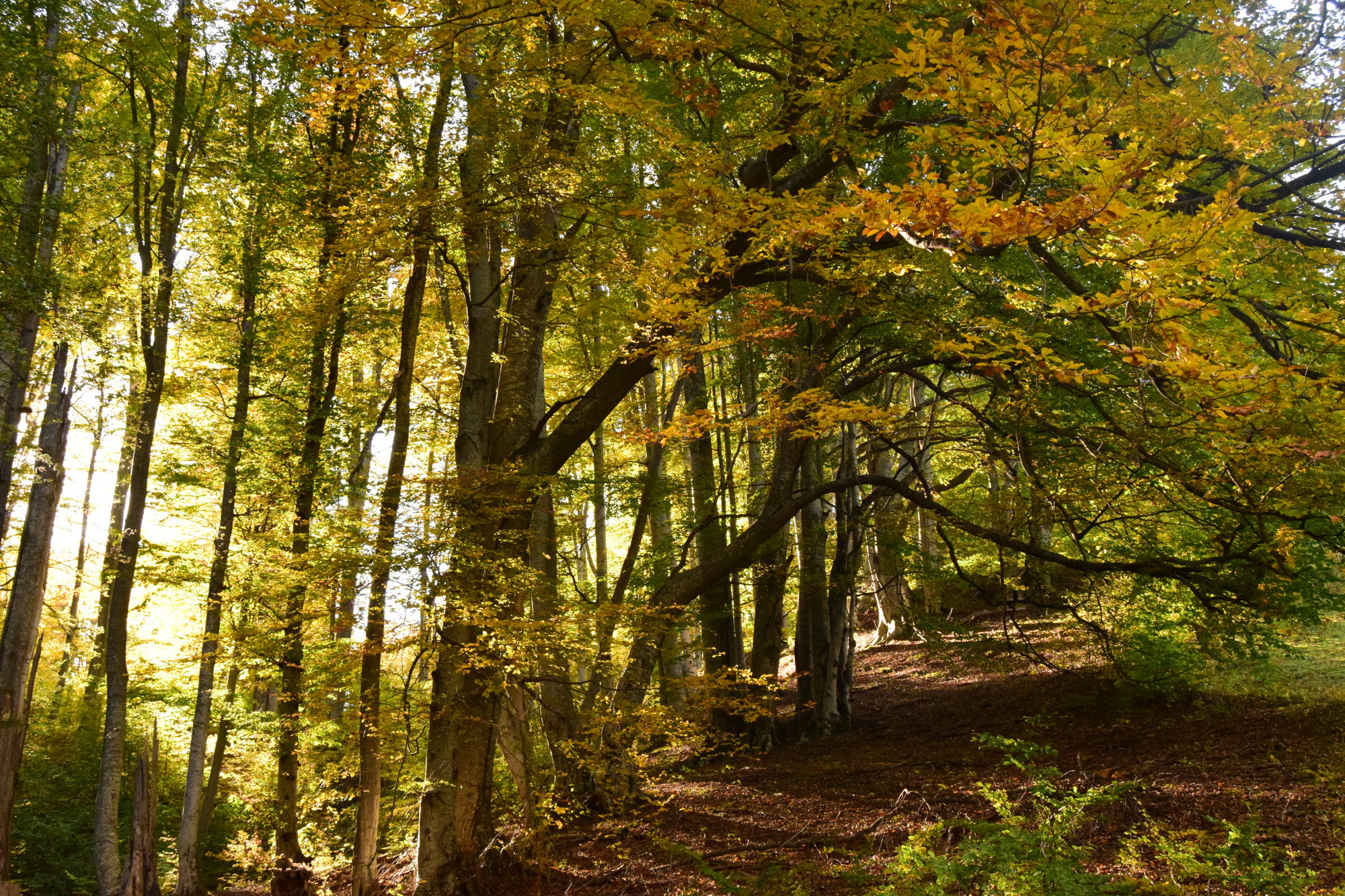 Pădurea mea, casa mea – Țara lui Andrei