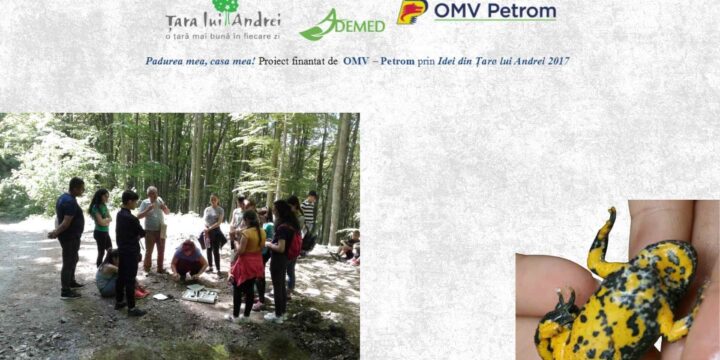 Cum le-am facut broscutelor poteci in padurea mea